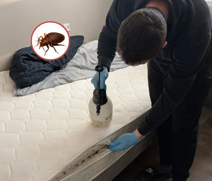 Technicien traitant un matelas contre les punaises de lit à Samoreau